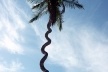 Canindé, Ceará. Coqueiro parafuso<br />Foto José Albano 