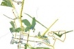 Sistema de mobilidade - Ônibus (laranja) e Ciclovia (amarelo)
