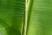Ceará. Folhas de bananeira<br />Foto José Albano 