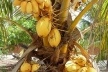 Cruz, Ceará. Coqueiro de Coco Amarelo<br />Foto José Albano 