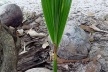 Ceará. Coco germinando<br />Foto José Albano 