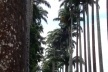 Aléia de palmeiras imperiais