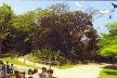 Aves-pipas, soltura das aves-pipa