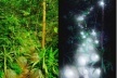 Esférica. Esferas, de dia e à noite, em meio à vegetação existente na linha de drenagem