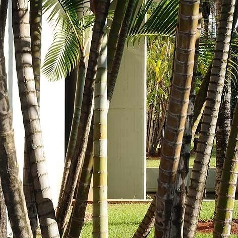 Embajada de Colombia en Brasília, detalle, Cesar Barney, Brasília DF, Brasil, 1977-1981<br />foto Sylvia Vera Patiño Spitzer