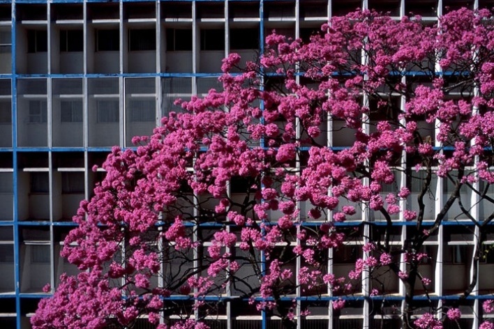 Ipê bloco residencial sul, 2004<br />Foto Salomon Cytrynowicz