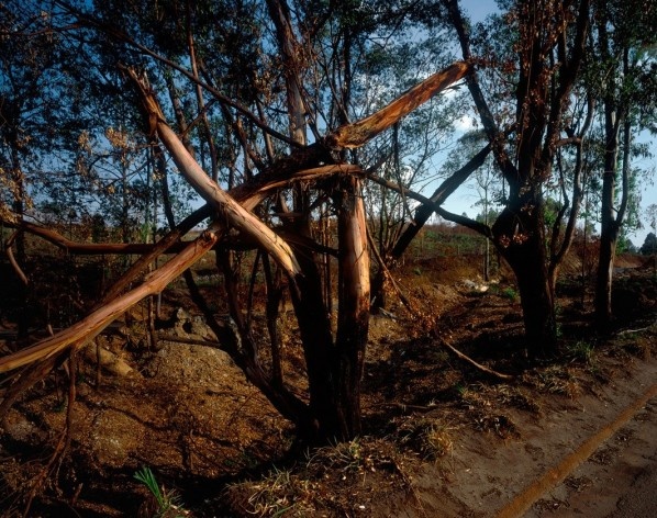 Exposição O jardim<br />Foto Pedro David