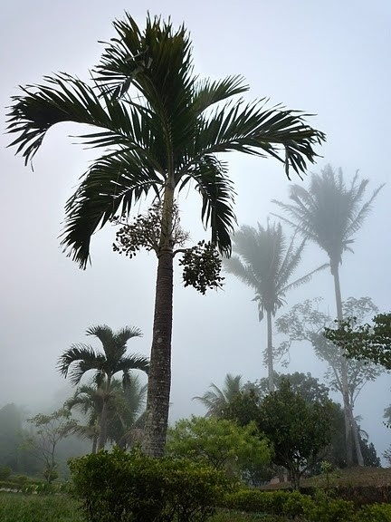 Serra da Ibiapaba, Ceará. Bruma matinal<br />Foto José Albano 