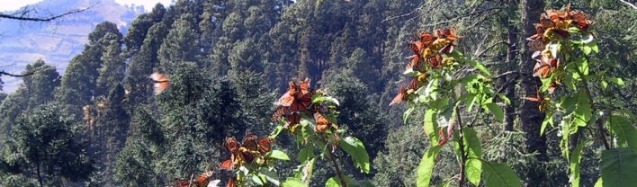 Borboleta monarca colhendo nestar nas flores<br />Foto Sandra Barone