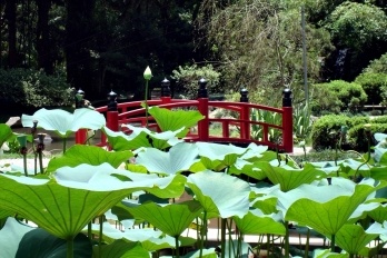 Detalhes do Jardim Botânico do Rio