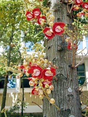 Árvore abricó-de-macaco, couroupita guianensis Aubli, uma das espécies preferidas do paisagista Roberto Burle Marx, nos jardins da FAU-UFRJ<br />Foto Butikofer & de Oliveira