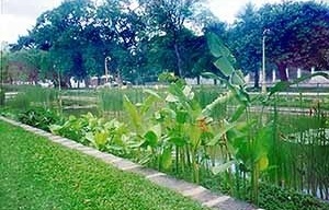 A vegetação aquática em um dos jardins retangulares posterior à restauração de 1998. Ao fundo, fileiras de árvore contornando a praça<br />Foto Ana Rita Sá Carneiro