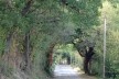 Exemplo típico de uma via rural arborizada, uma potencialidade para qualificar as conexões verdes no município.<br />Foto M. Bocci 