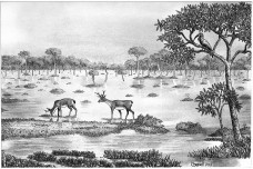 Uma nova iconografia da paisagem brasileira
